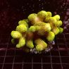 Stylophora pistillata polypes verts  7-10 cm